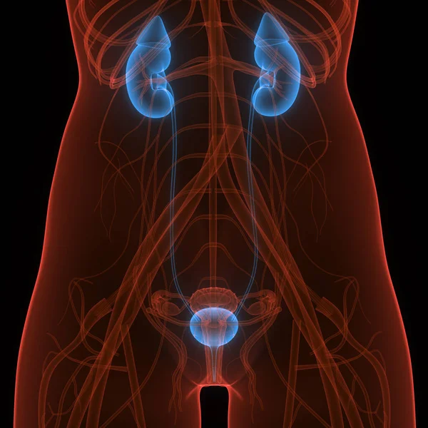 Vrouwelijke Urinewegen Nieren Met Blaas Anatomie — Stockfoto