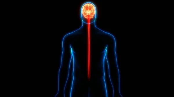 Órgano Central Del Sistema Nervioso Humano Anatomía Cerebral —  Fotos de Stock