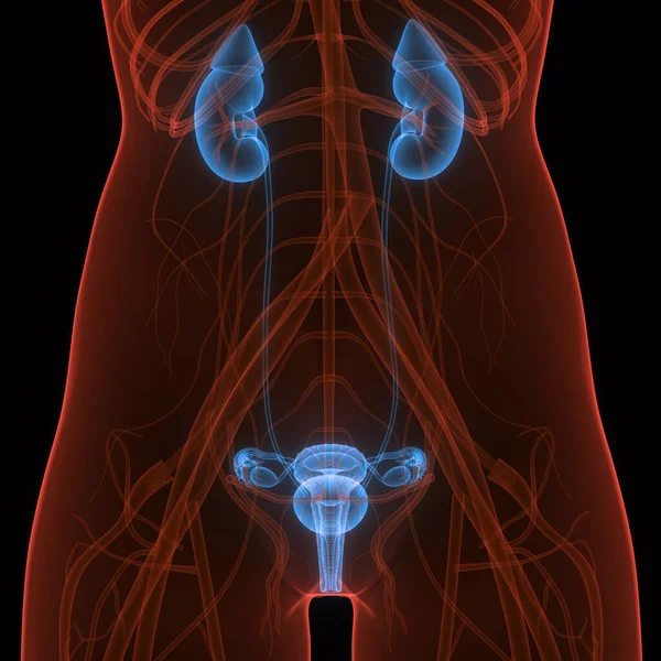 Vrouwelijke Urinewegen Nieren Met Blaas Anatomie — Stockfoto