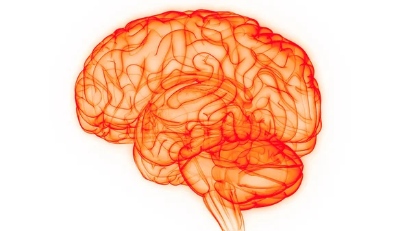 Órgão Central Sistema Nervoso Humano Anatomia Cérebro — Fotografia de Stock