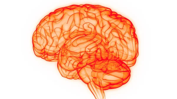 Центральний Орган Нервової Системи Мозку Людини Атомія Мозку — стокове фото