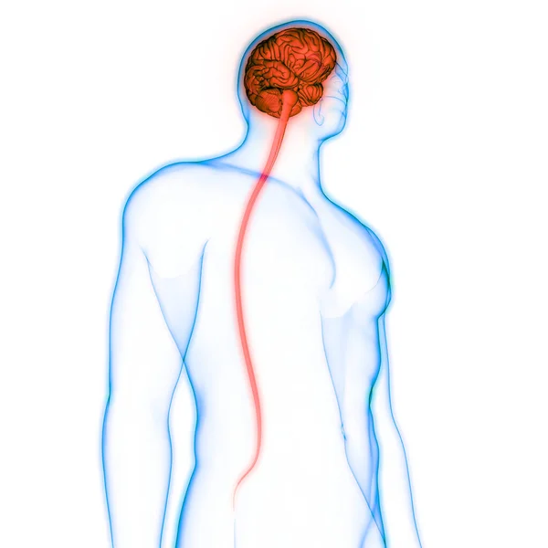 Órgano Central Del Sistema Nervioso Humano Anatomía Cerebral —  Fotos de Stock