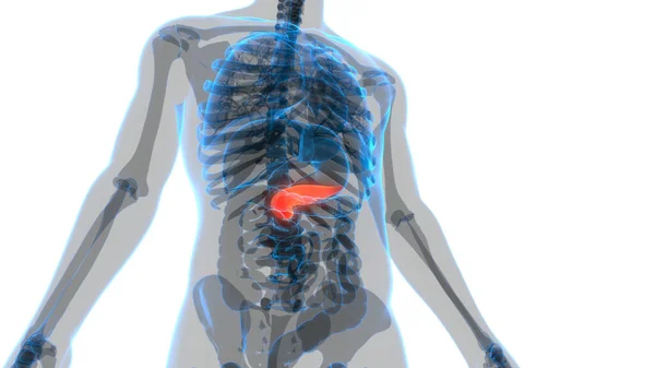 Nsan Organ Pankreası Anatomisi Boyut — Stok fotoğraf