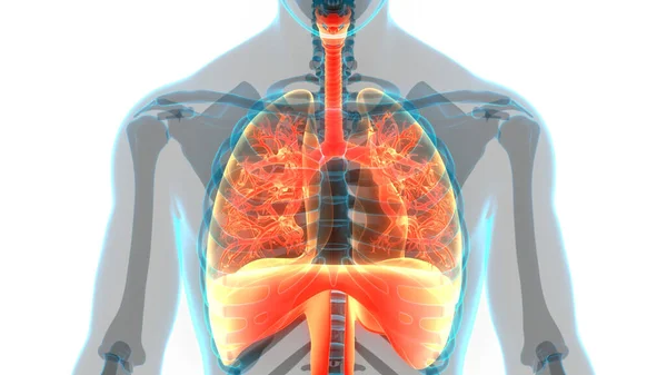 Ludzki Układ Oddechowy Anatomia Płuc — Zdjęcie stockowe