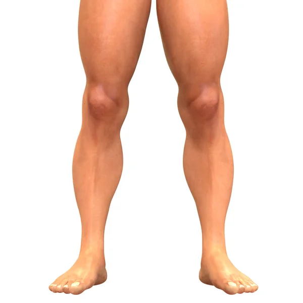 Ανθρώπινο Μυϊκό Σώμα Πόδια Ανατομία — Φωτογραφία Αρχείου