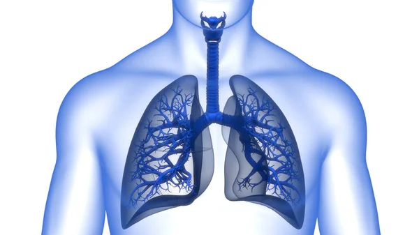 인간의 Human Respiratory System Lungs Anatomy — 스톡 사진