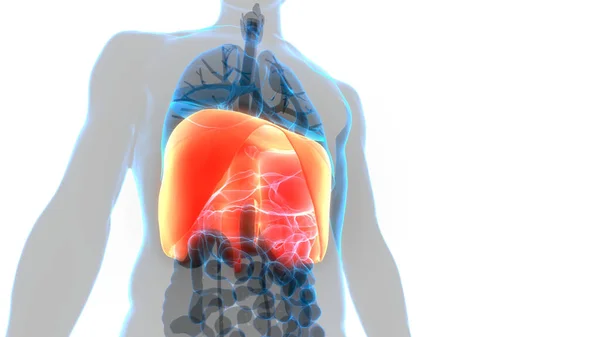 Концепція Людської Респіраторної Системи Lungs Anatomy — стокове фото