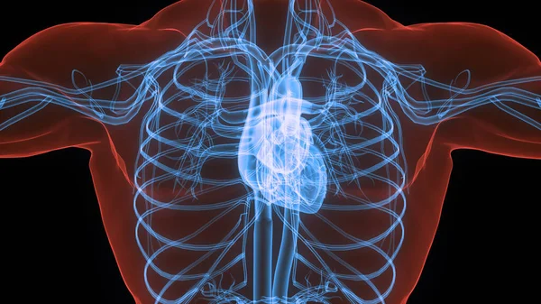 Ludzki Układ Krążenia Anatomia Serca — Zdjęcie stockowe