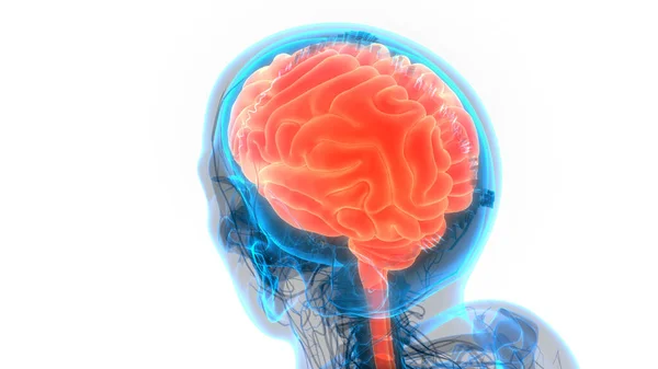 Centrala Organ Människans Nervsystem Hjärnanatomi Tredimensionell — Stockfoto