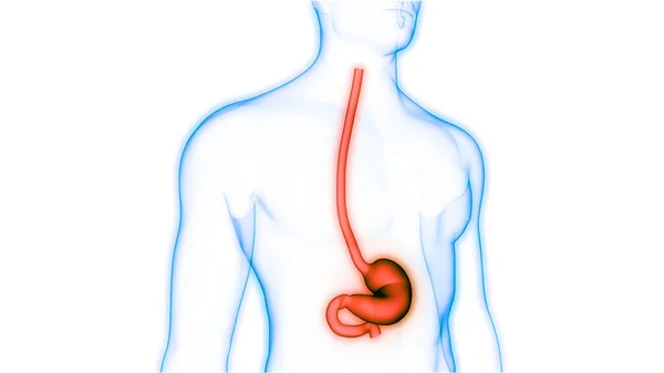 Anatomía Del Estómago Del Sistema Digestivo Humano — Foto de Stock