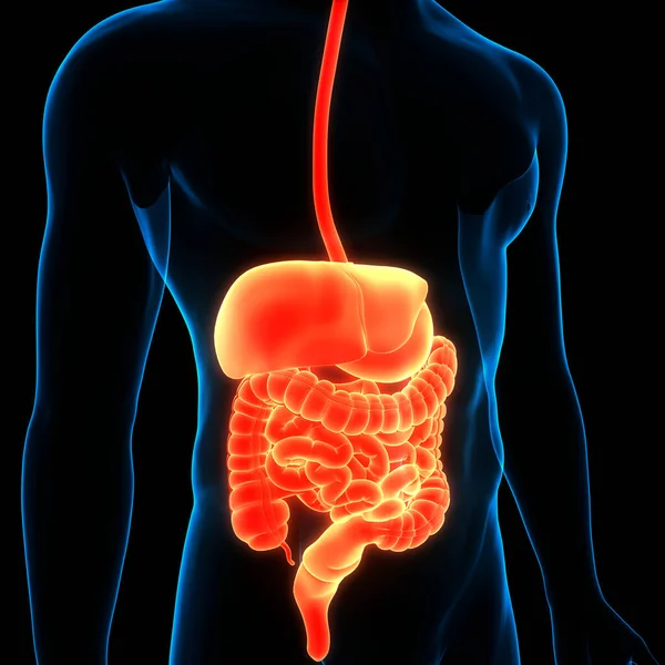 Anatomía Del Sistema Digestivo Humano — Foto de Stock