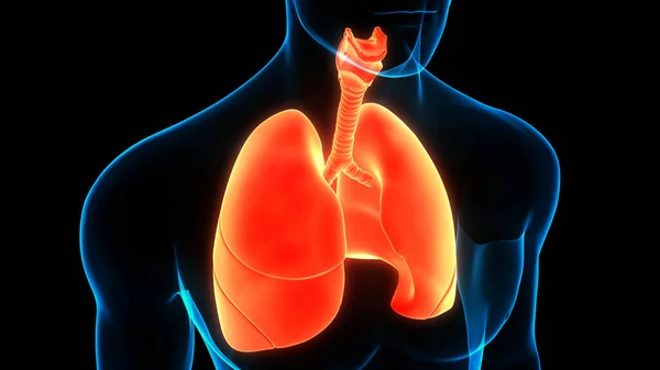 Концепция Анатомии Легких Дыхательной Системы Человека — стоковое фото