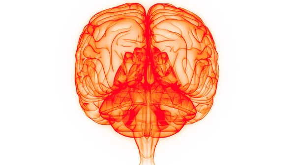 Центральний Орган Нервової Системи Мозку Людини Атомія Мозку — стокове фото