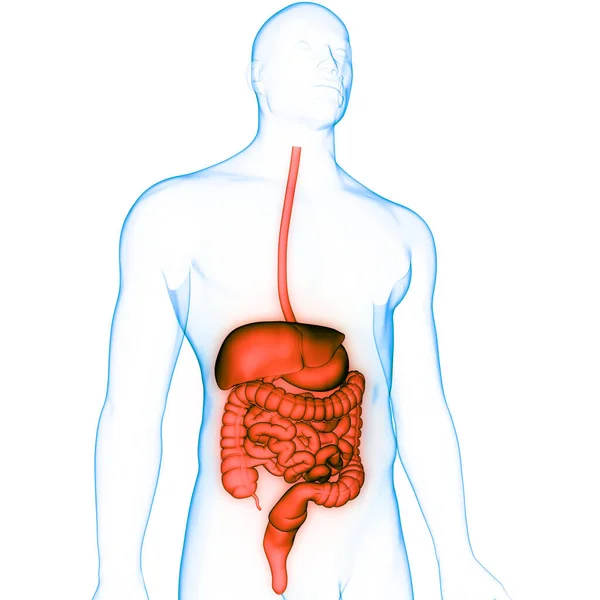 Ludzka Anatomia Układu Pokarmowego — Zdjęcie stockowe