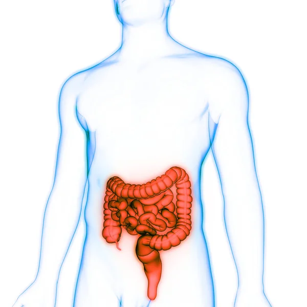 Ludzki Układ Pokarmowy Anatomia Jelit Dużych Małych — Zdjęcie stockowe