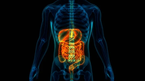 Anatomie Van Het Spijsverteringsstelsel — Stockfoto