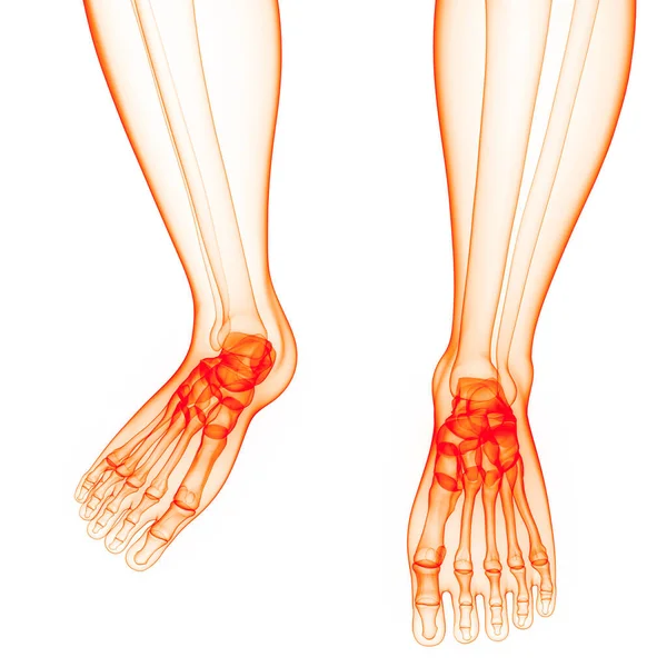 Menschliches Skelettsystem Beine Knochengelenke Anatomie Illustration — Stockfoto