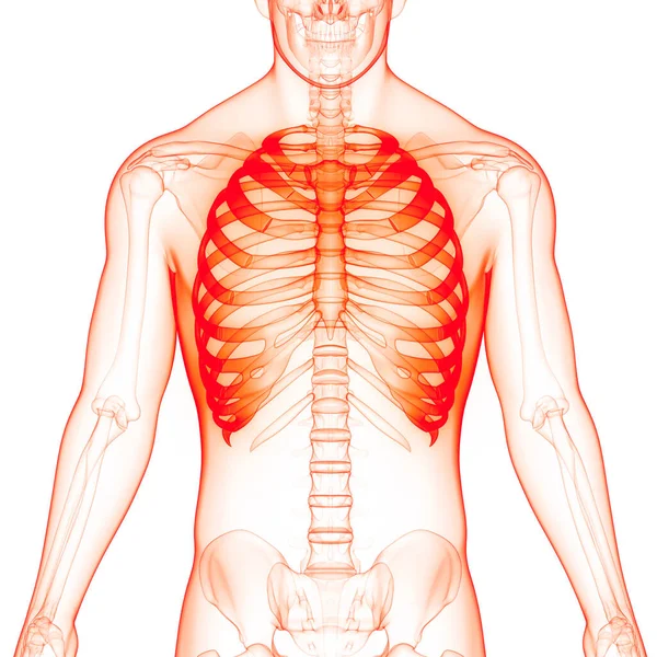 Human Skeleton System Rib Cage Bone Joints Anatomy. 3D