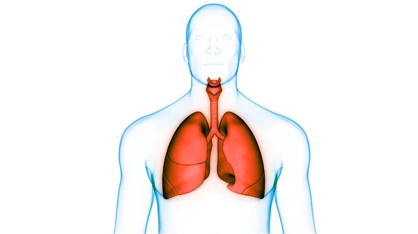 Koncepcja Anatomii Płuc Ludzkiego Układu Oddechowego — Zdjęcie stockowe