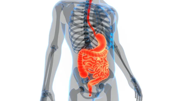 Human Digestive System Stomach Small Intestine Anatomy — стокове фото