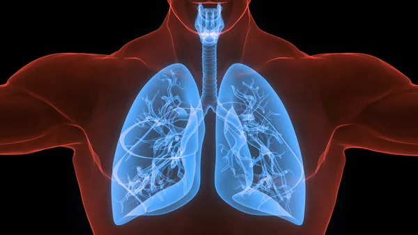 人間の呼吸器系の3次元概念 Lungs解剖学 — ストック写真
