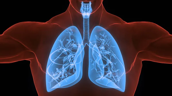 Concepto Anatomía Pulmonar Del Sistema Respiratorio Humano —  Fotos de Stock