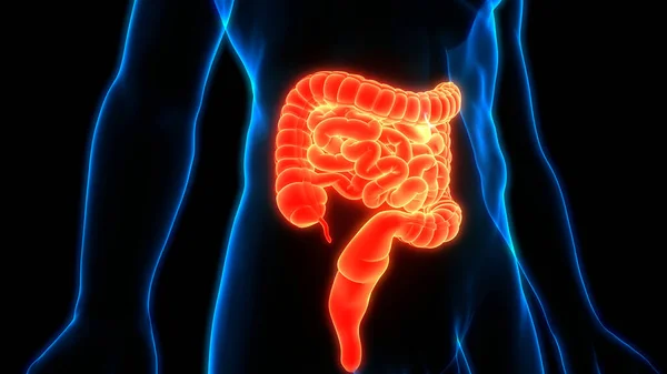 Sistema Digestivo Humano Anatomía Del Intestino Delgado Grueso — Foto de Stock