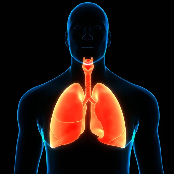 Концепція Людської Респіраторної Системи Lungs Anatomy — стокове фото