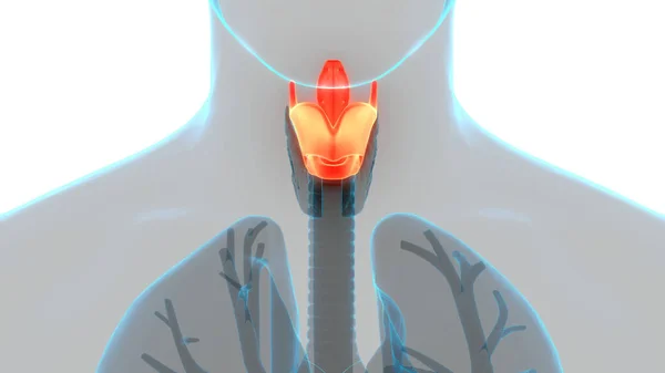 甲状腺腺体解剖中的人体腺体小叶 — 图库照片