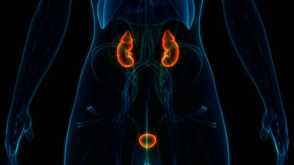 膀胱解剖学的構造を持つ女性の尿系腎臓 — ストック写真