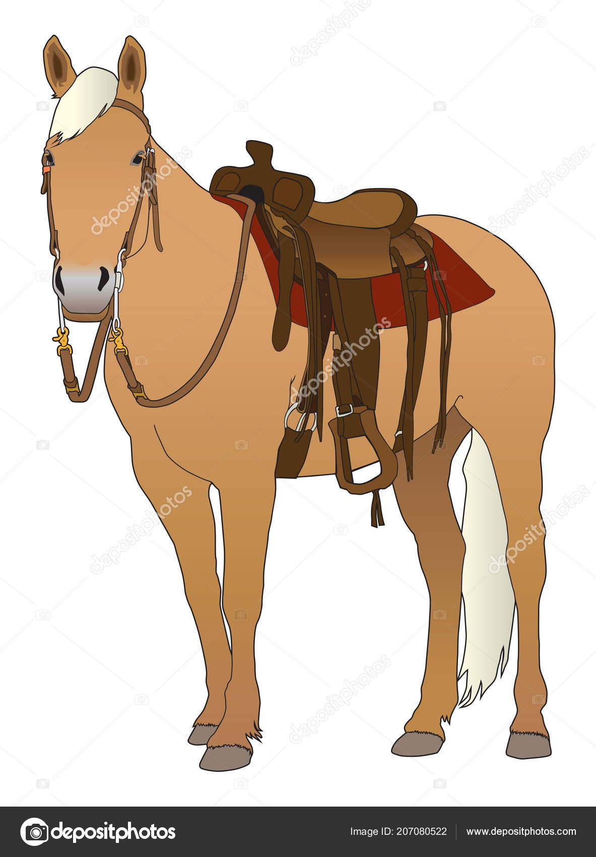 Saddle Nose Images Clipart