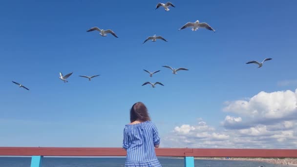 Hübsche junge Frau steht am Pier und füttert die Möwen, Möwen werden im Flug am Meer gefüttert, Vögel am Strand, Sommer am Meer — Stockvideo