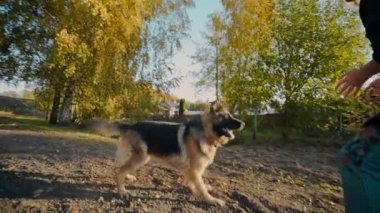 Genç kadın ile büyük köpek açık havada oynar, kadın büyük çoban ile parkta, insanlar hayvanlar, köpekle oynamayı çalış