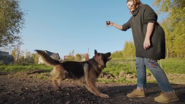 Mujer joven juega con el perro grande al aire libre, perro pastor salta al aire libre, mujer juega con el gran pastor en el parque, mascotas humanas, jugando con el perro — Vídeo de stock