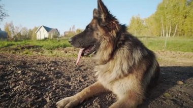 Çoban köpeği yatıyor güneş, çoban köpeği açık havada, insanlar hayvanlar, köpekle oynamayı