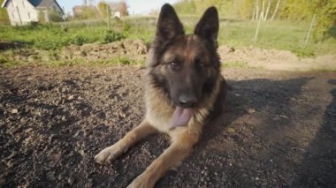 Çoban köpeği yatıyor güneş, çoban köpeği açık havada, insanlar hayvanlar, köpekle oynamayı