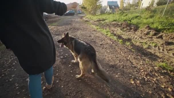 Young woman plays with big dog outdoors, woman plays with big shepherd at park, humans pets, playing with dog — Stock Video