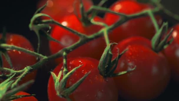Gros plan vidéo de la branche de tomates cerises rouges fraîches dans les gouttes d'eau, légumes juteux, ingrédients de repas végétariens, aliments vitaminés, produits sains, plein HD prores 422 hq — Video