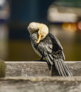 Cormorant, Melbourne 'de kuş