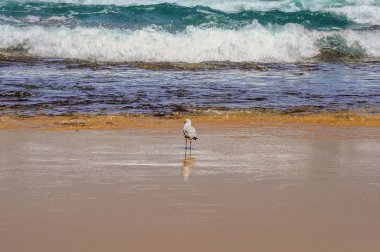 Okyanustaki cesur martı. Okyanus dalgası. 