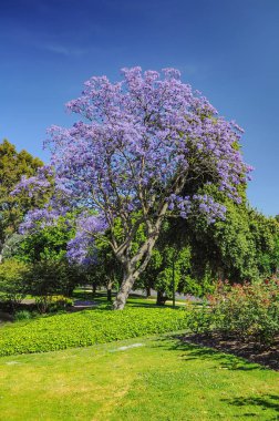 Melbourne botanik bahçesinde Blooming Jacaranda