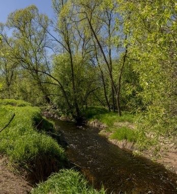 Leningrad bölgesinde Sablinka nehri boyunca bahar yürüyüşü. Sablino doğa rezervi.
