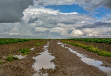 Patateslerin ekildiği tarla. Patatesler açıyor. Yakında bitkileri toplamak için. 