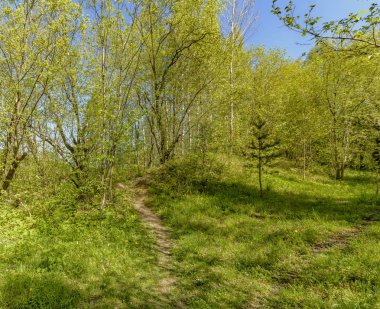 Leningrad bölgesinde Sablinka nehri boyunca bahar yürüyüşü. Sablino doğa rezervi.