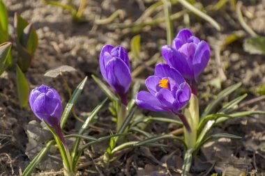 St Petersburg bahçesinde ilk bahar mor çiçekler crocuses. 