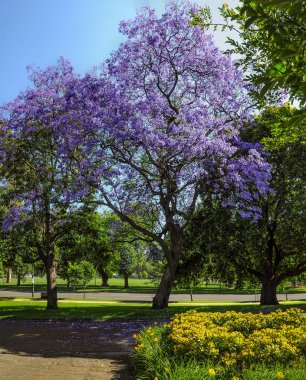 Melbourne botanik bahçesinde Blooming Jacaranda