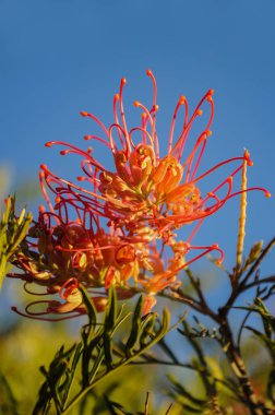 Avustralya, Yeni Gine, Yeni Kaledonya ve Endonezya'nın Sulawesi adasında yaygın olan Grevillei.