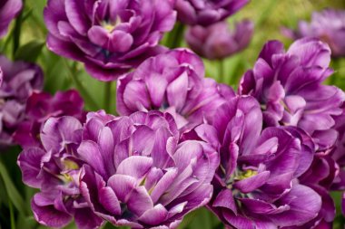 Mayıs 2019'da Elagin adasında St. Petersburg'da lale festivali.