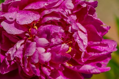 Tapınağın yakınında çiçekli şakayık.  