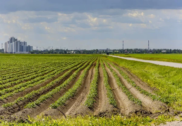 Поля Посадили Картоплі Сільській Місцевості Ленінградської Області — стокове фото